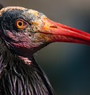 ibis cu cap plesuv