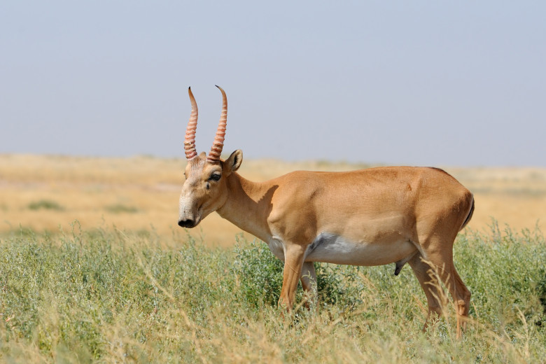 Antilopa Saiga