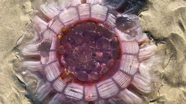 meduza noua zeelanda