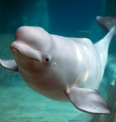 balena alba beluga delfin alb (1)