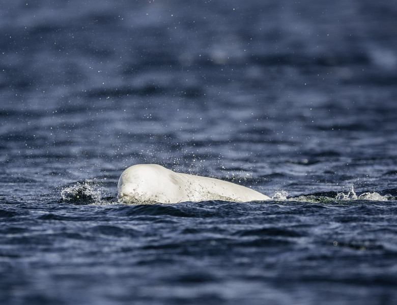 balena alba beluga delfin alb (2)