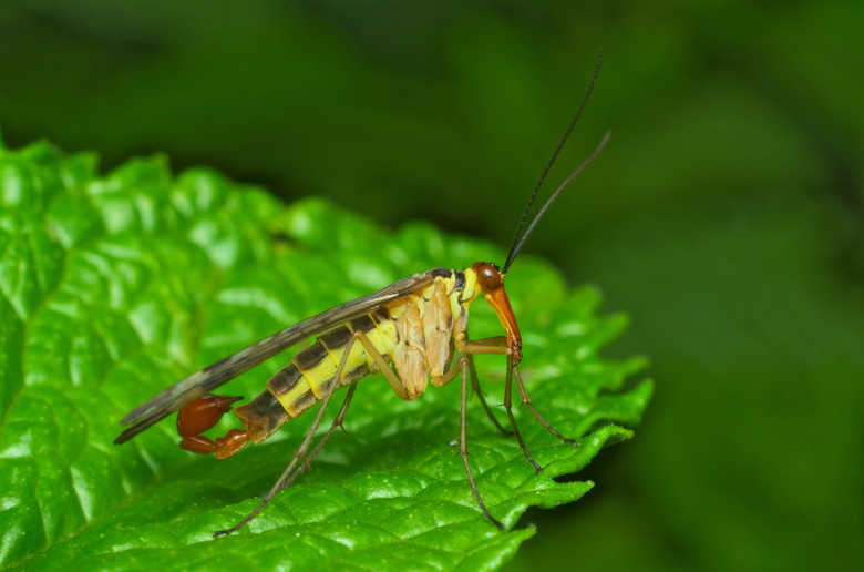 Mecoptera