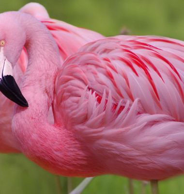 flamingo 2 (2)