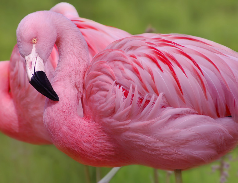 flamingo 2 (2)