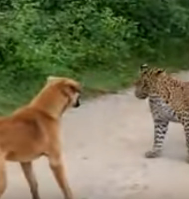 caine vs leopard