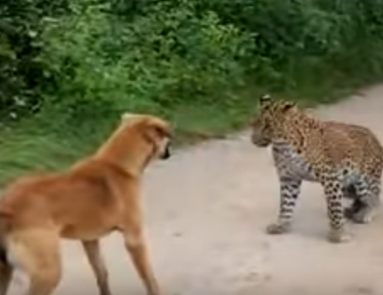 caine vs leopard