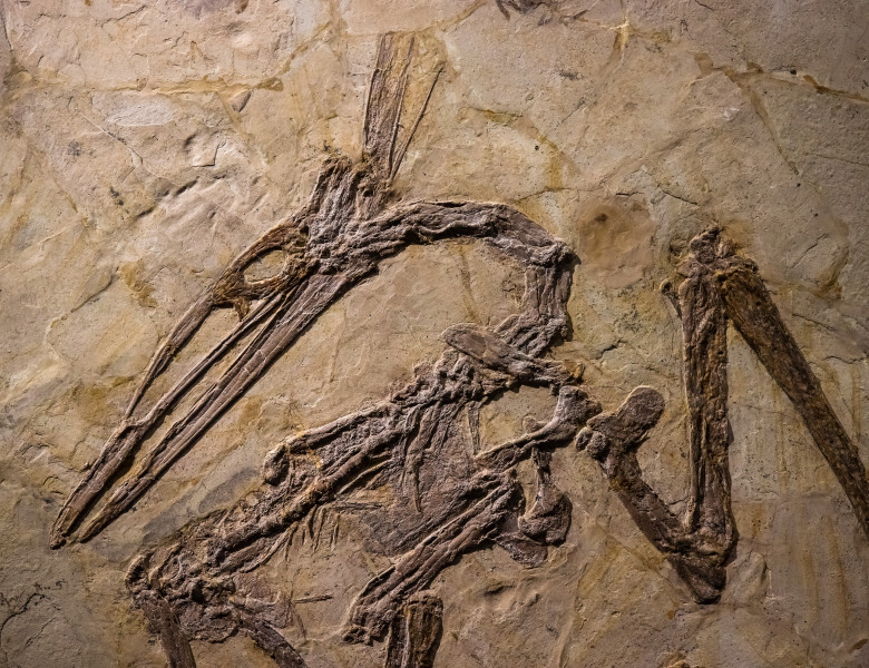 fosila pterozaur