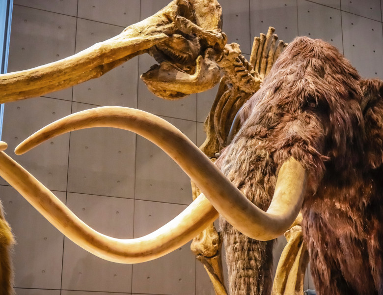 mamut muzeu