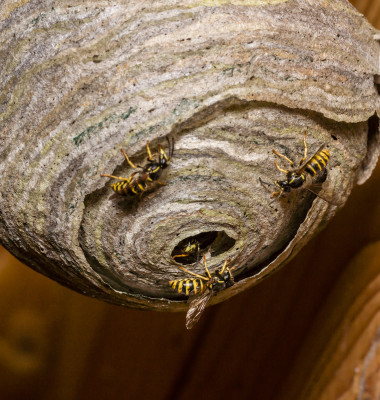 cuib de viespi