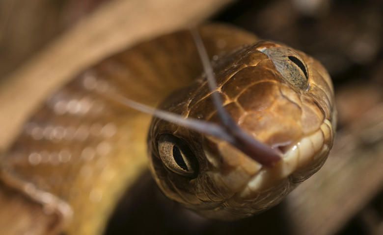 sarpe boiga irregularis