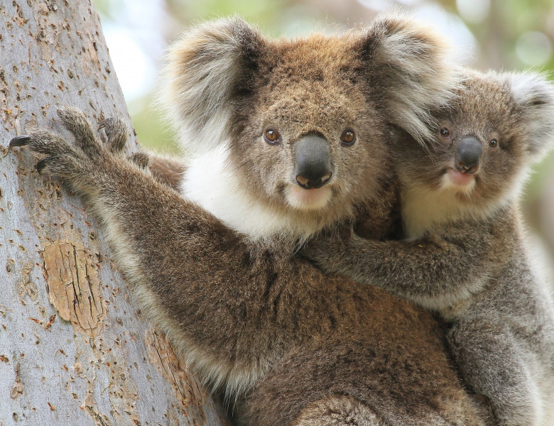 koalasi pui in copac