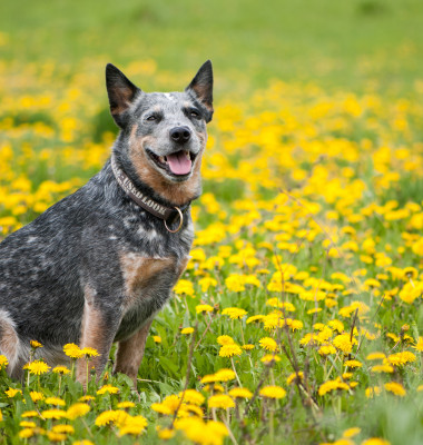 australian cattle dog caine