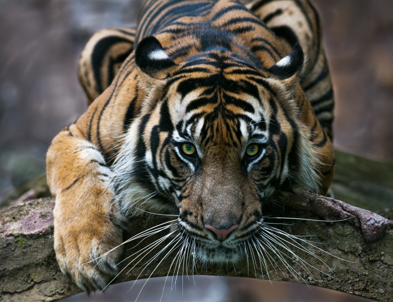 tigru sumatra