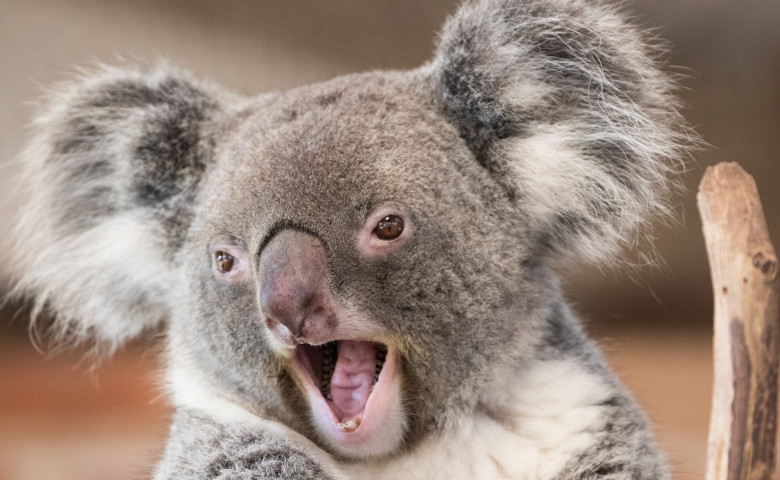koala zgomote