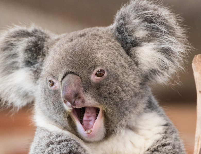 koala zgomote