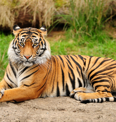 tigru bengalez