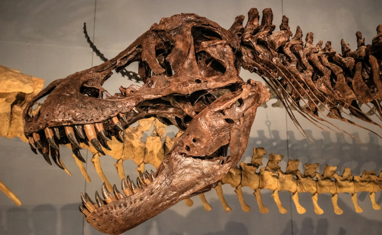 t rex tiranozaur craniu fosilizat