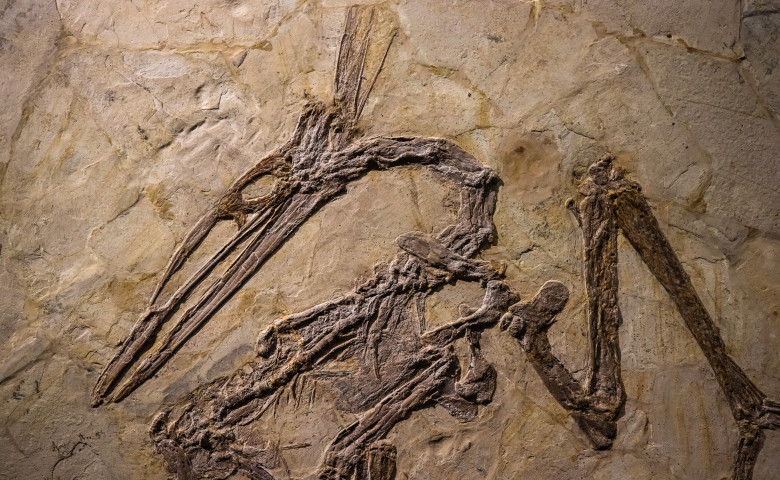 fosila pterodactil