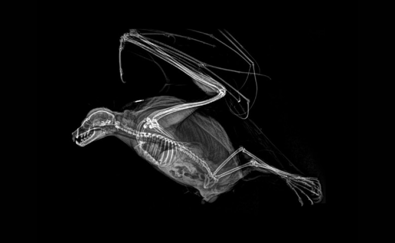 vulpe zburatoare radiografie
