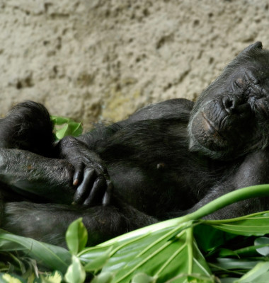 cimpanzeu dormind