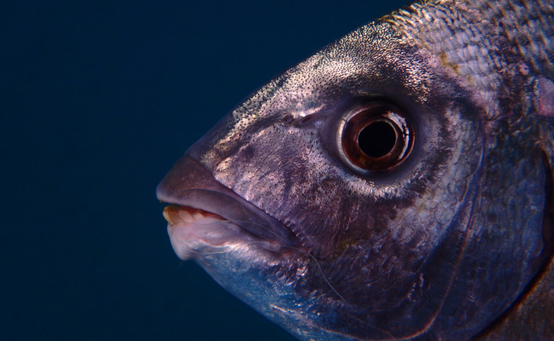 peste pacu