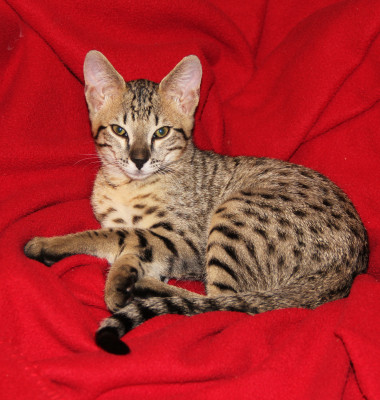pisica savannah 1