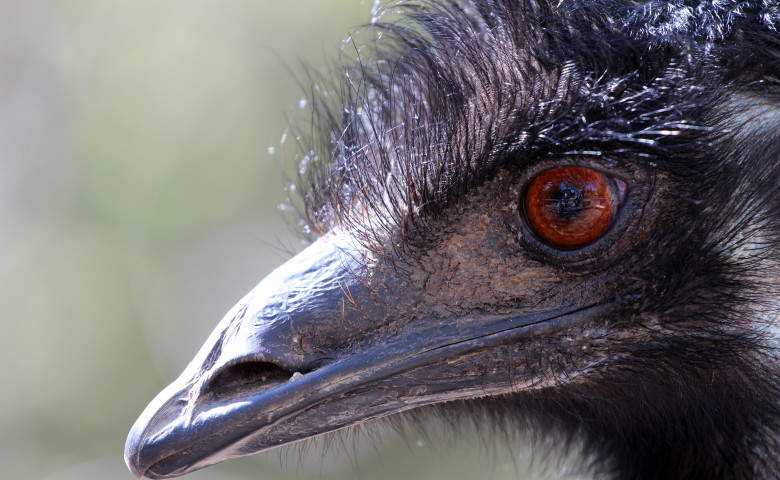 pasare emu
