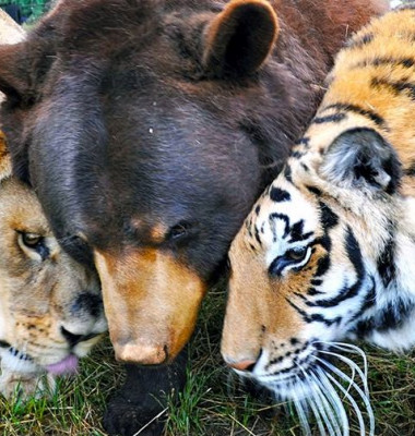 prieteni urs tigru leu