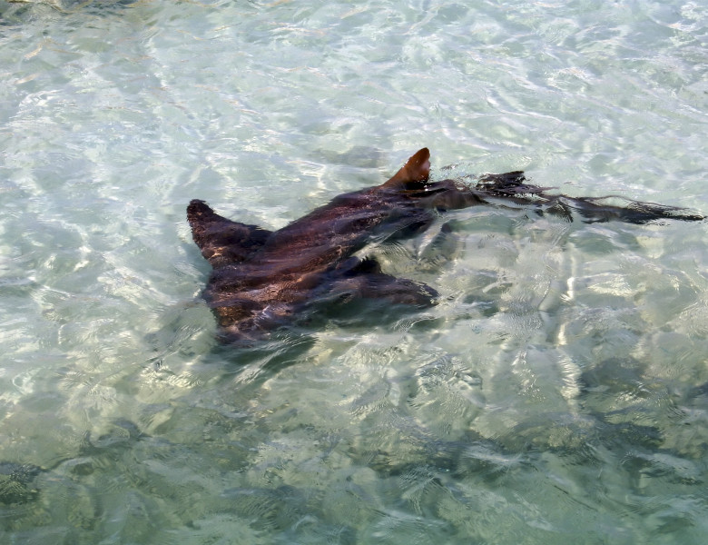 rechin in apa
