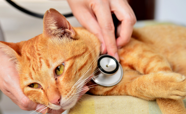 pisica veterinar (2)