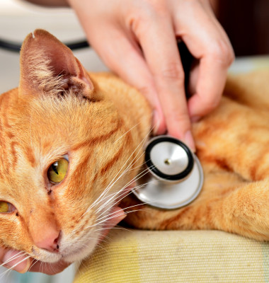 pisica veterinar (2)