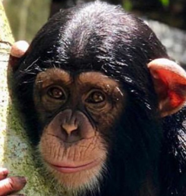 cimpanzeu zoo