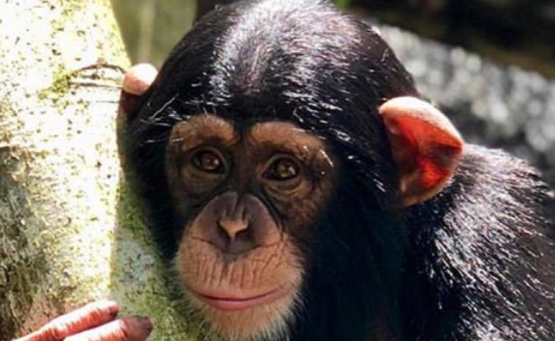 cimpanzeu zoo