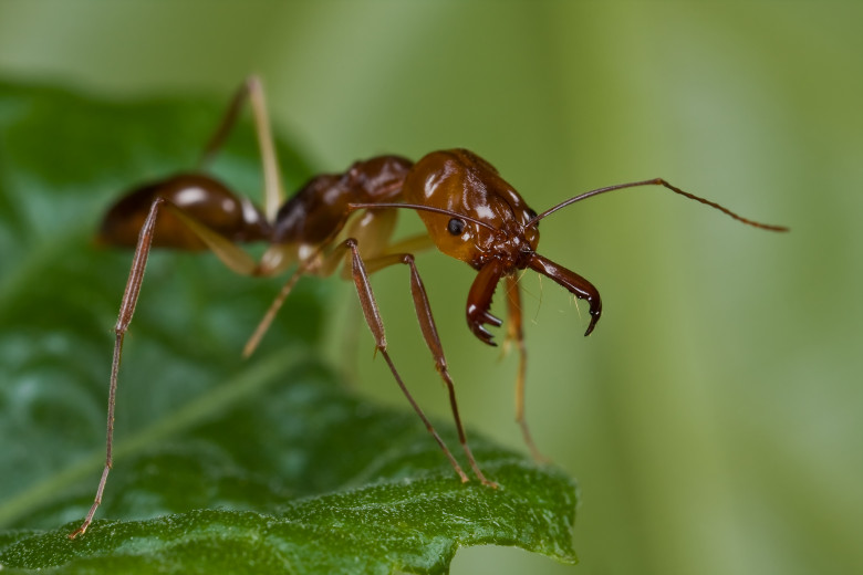 Furnica Odontomachus