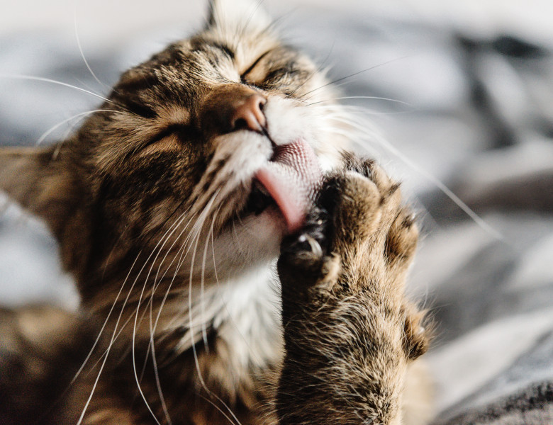 pisica spalat limba (1)