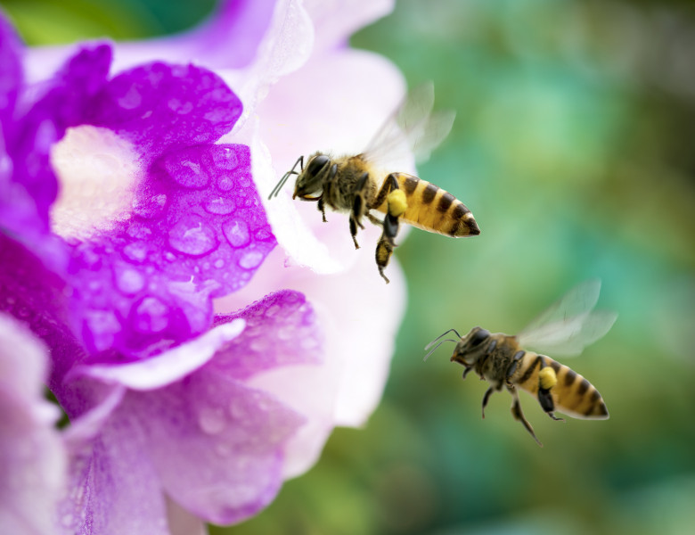Florile care atrag cele mai multe insecte polenizatoare. Ce plante prefera  albinele in oras