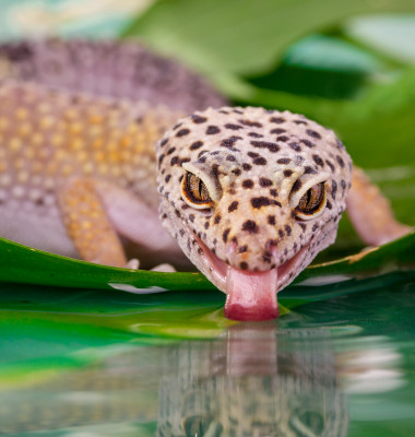 Soparla gecko care bea apa