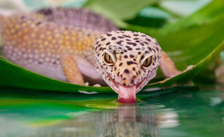 Soparla gecko care bea apa