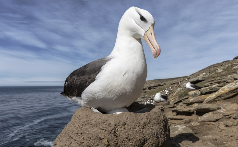 albatros