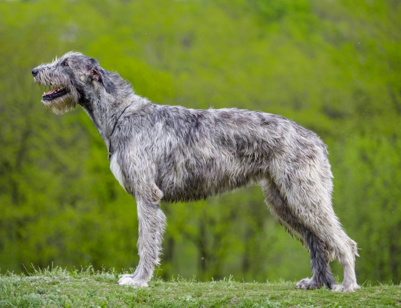 Irish Wolfhound sau Ogarul irlandez