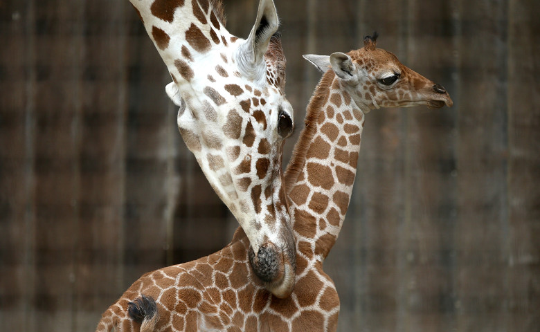 Baby Giraffe Born At San Francisco Zoo