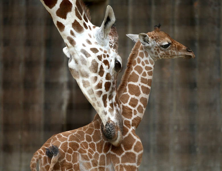 Baby Giraffe Born At San Francisco Zoo