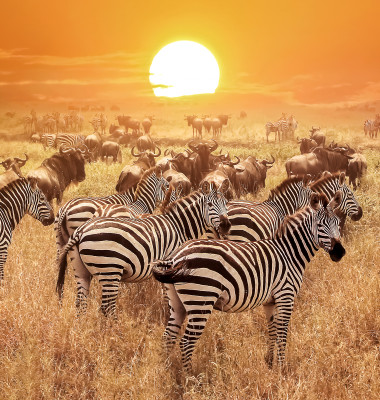 zebre si bivoli pe un fundal african