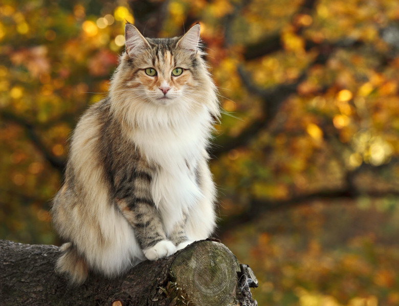 Top 5 cele mai rare rase de pisici din lume& Ce felina era ...