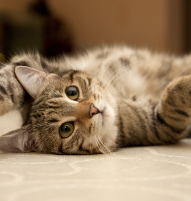 pisica vargata care sta pe spate pe podea