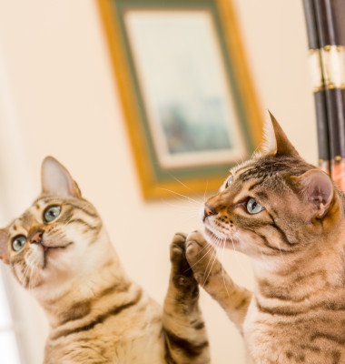 pisica vargata care se uita la propria reflexie in oglinda