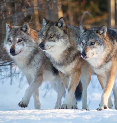 trei lupi in zapada animale carnivore