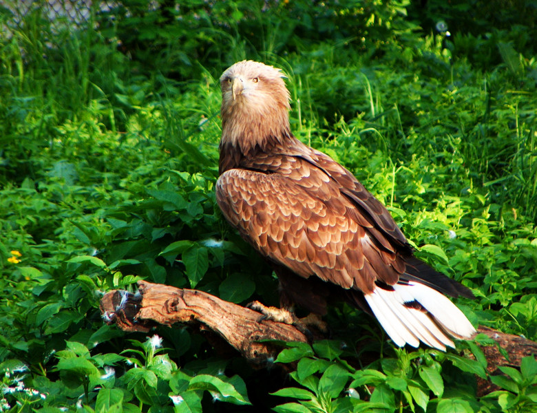 Codalb, vultur masiv, pe o craca in iarba