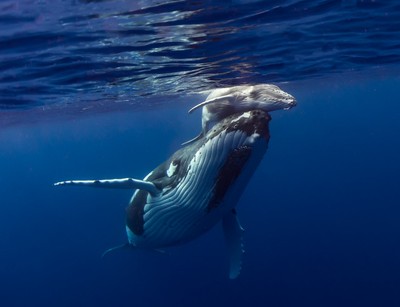 balena cu cocoasa si pui in ocean