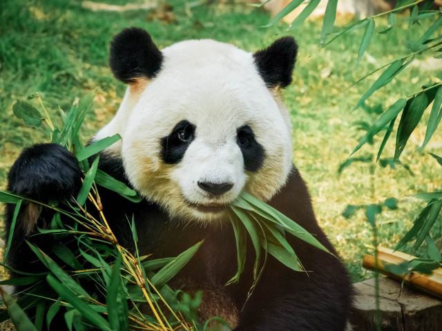 Ursii panda obisnuiau sa manance doar carne. Cum si-au schimbat ...
